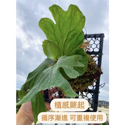 菜床板|植床板的價格推薦